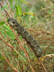 större snabelsvärmare