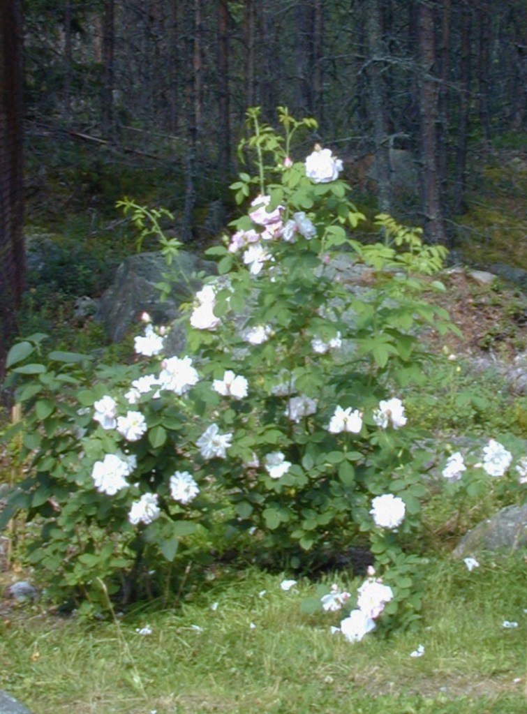 Rosa (Alba-Gruppen) 'Amelia'