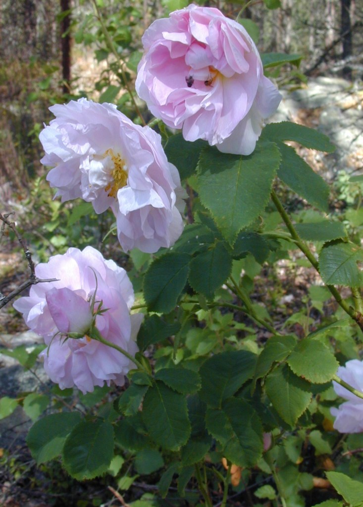 Rosa (Alba-Gruppen) 'Amelia'