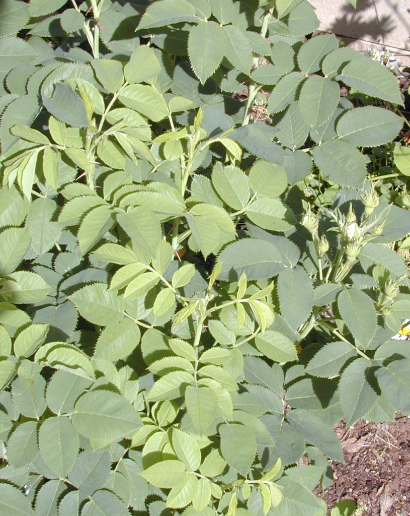 Rosa (Alba-Gruppen) 'Maiden's Blush'