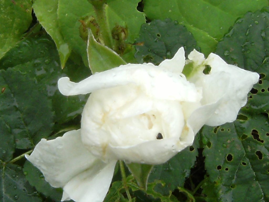 Rosa (Alba-gruppen) 'Princesse de Lamballe'