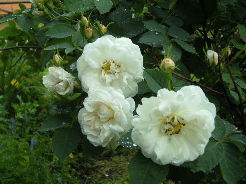 Rosa (Alba-gruppen) 'Princesse de Lamballe'