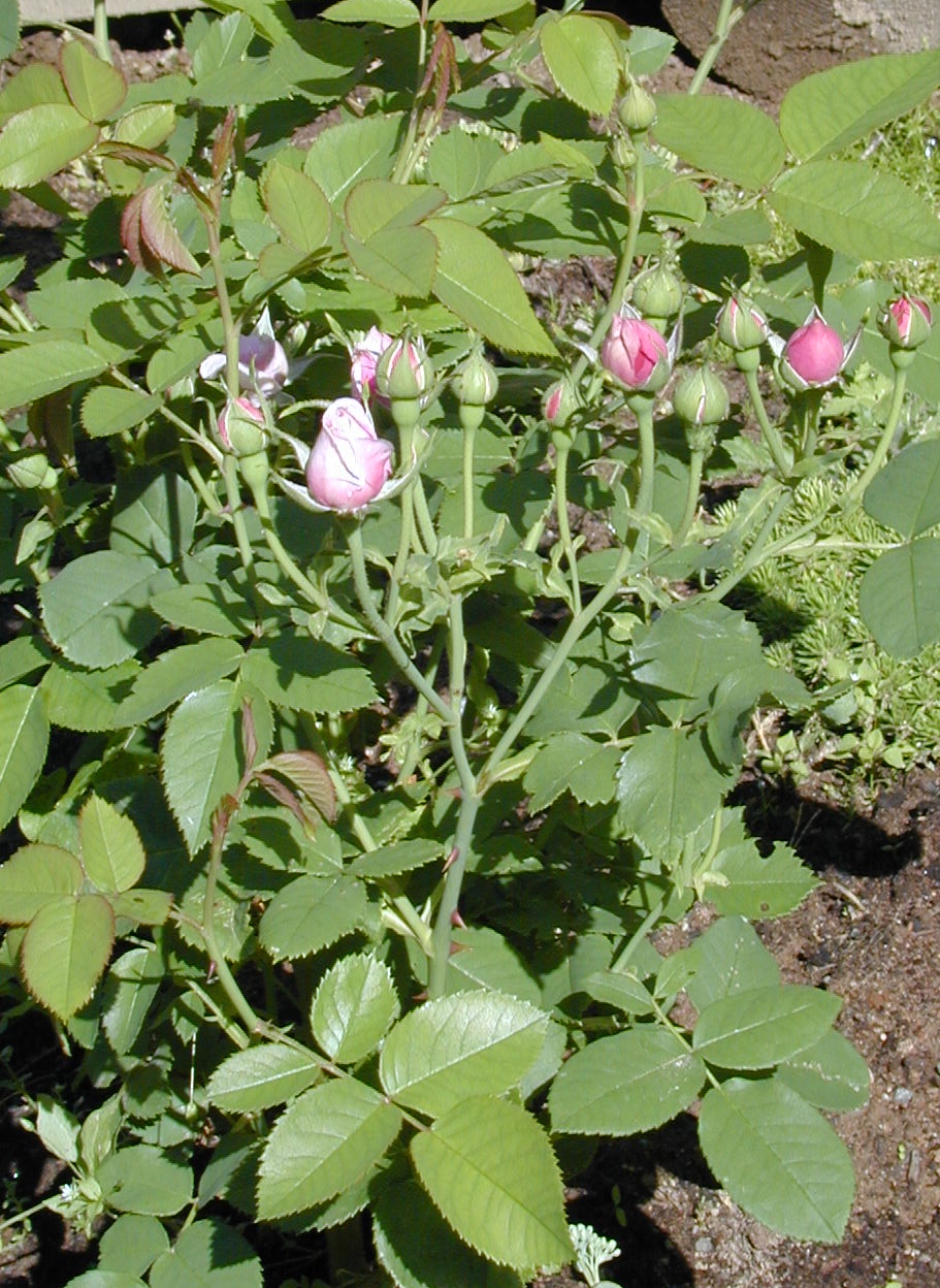 Rosa (Bourbon-Gruppen) 'Louise Odier'