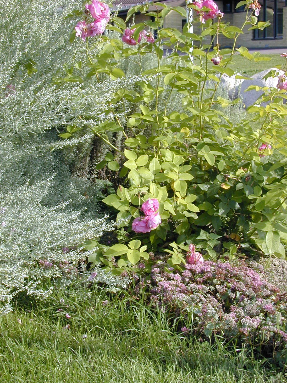 Rosa (Bourbon-Gruppen) 'Louise Odier'