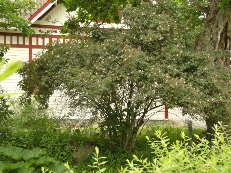 Rosa glauca - daggros