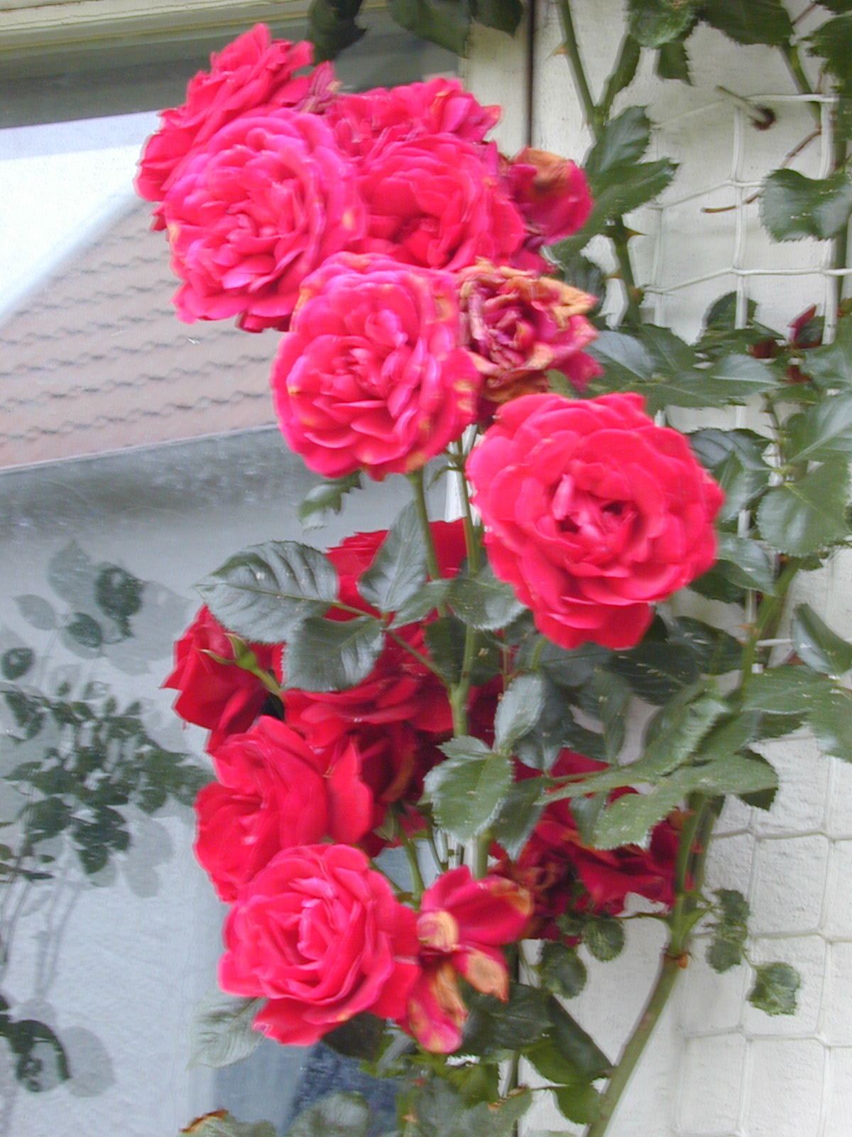 Rosa (Kordesii-Gruppen) 'Sympathie'