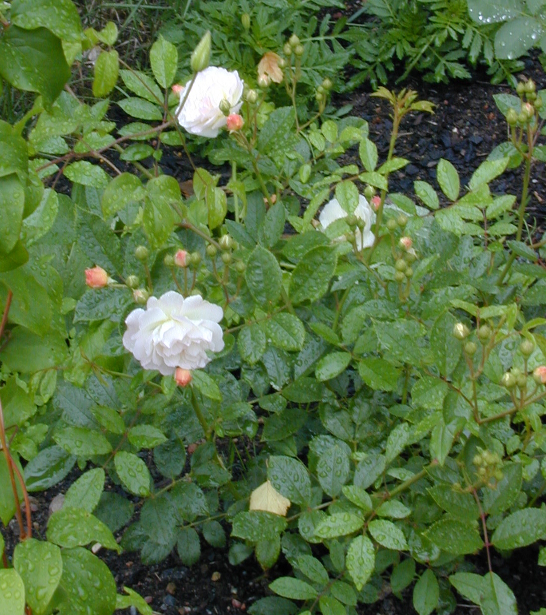 Rosa (Moschata-Gruppen) 'Ghislaine de Féligonde'