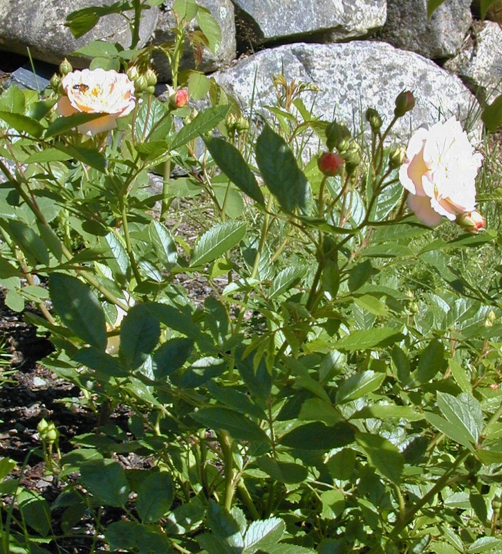 Rosa (Moschata-Gruppen) 'Ghislaine de Féligonde'