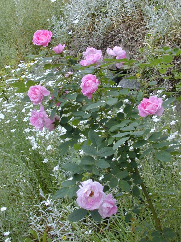 Rosa villosa 'Hurdalsrosen'