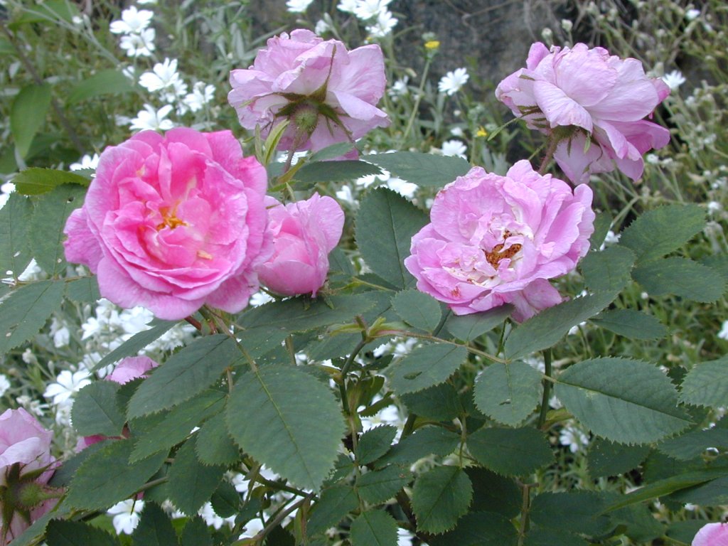 Rosa villosa 'Hurdalsrosen'