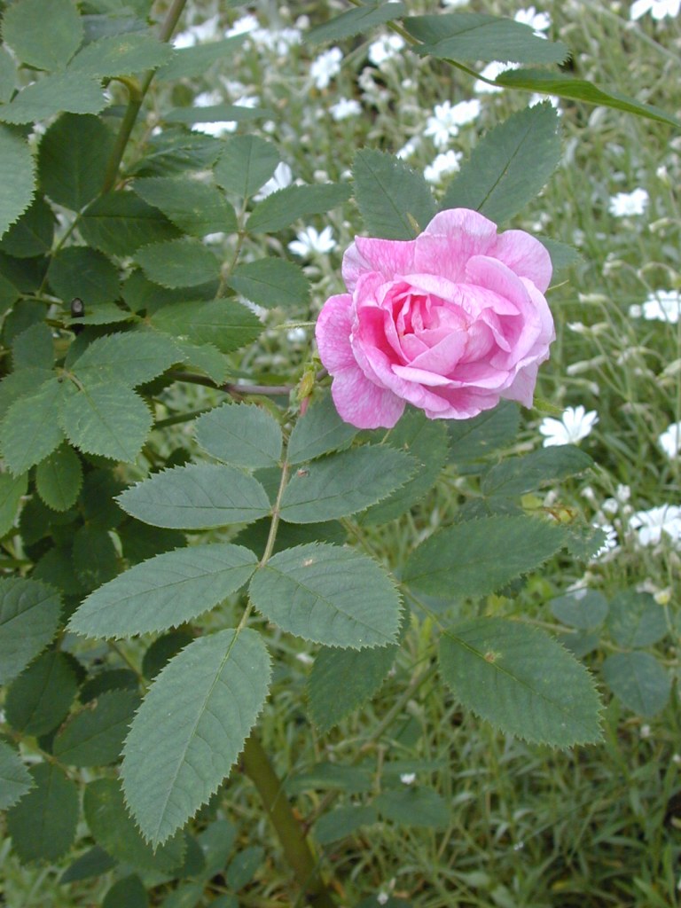 Rosa villosa 'Hurdalsrosen'