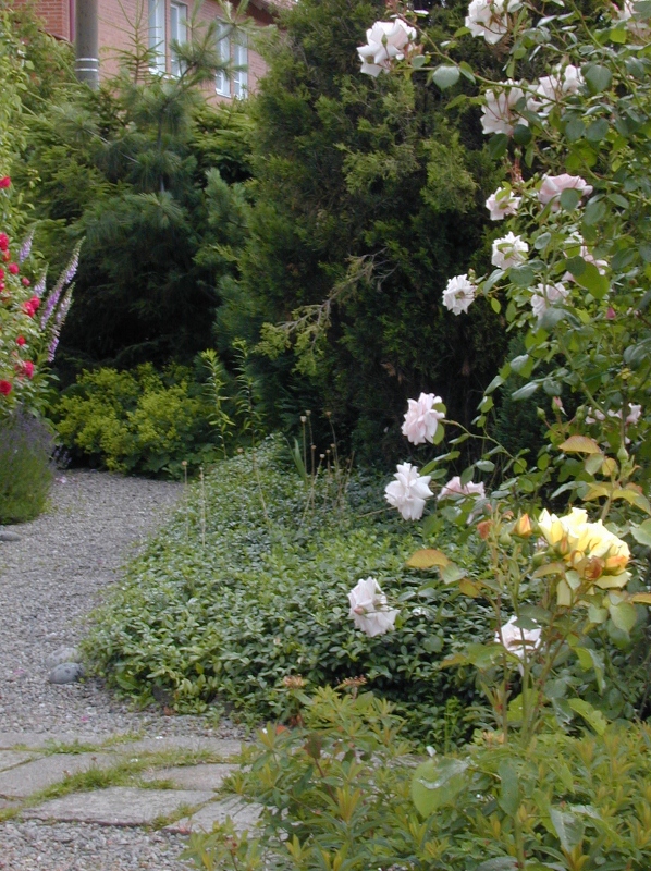 Rosa (Wichurana-Gruppen) 'New Dawn'