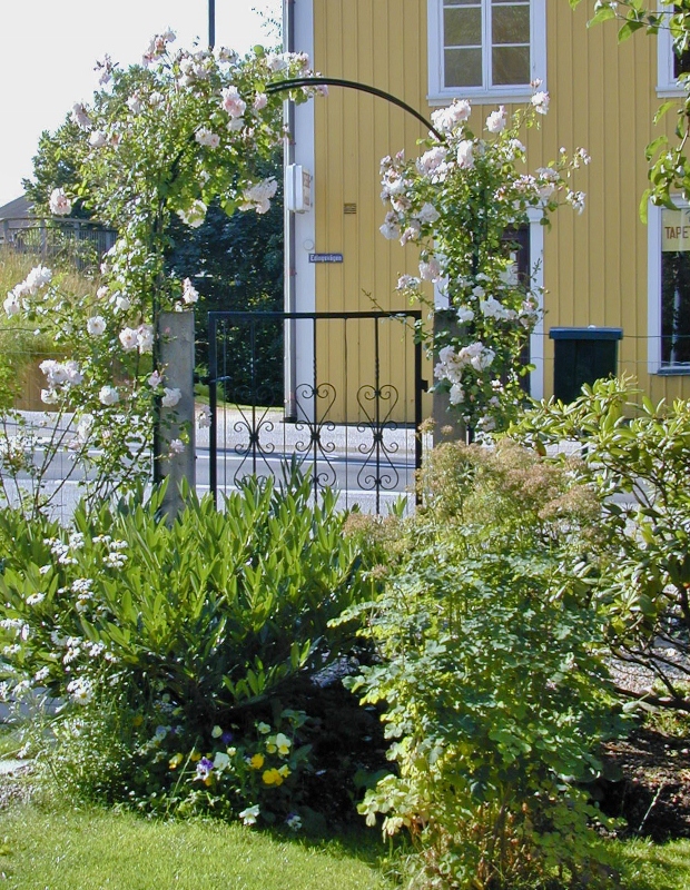 Rosa (Wichurana-Gruppen) 'New Dawn'