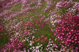 Saxifraga (arendsii-gruppen) - rosenbräcka