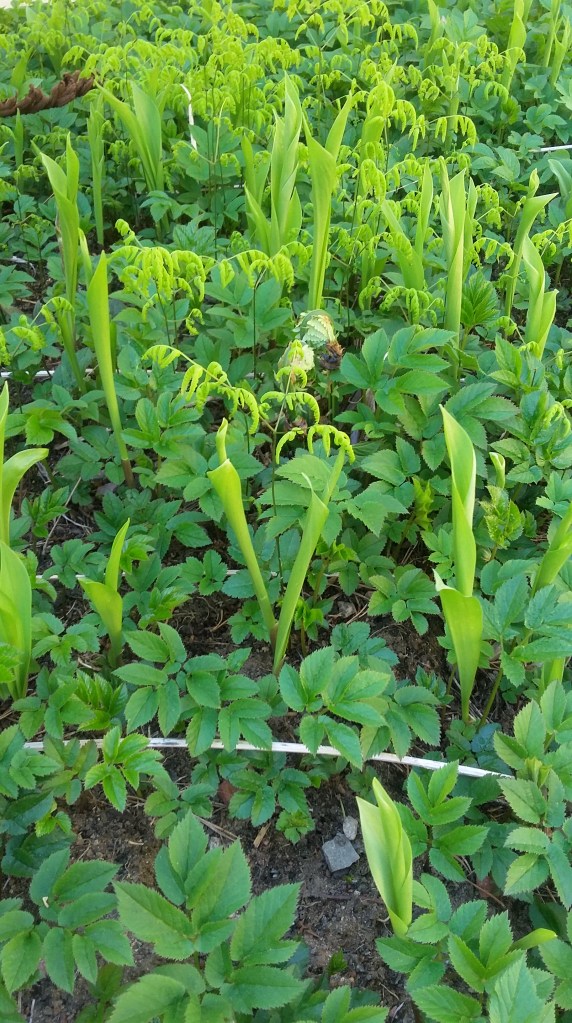 Aegopodium podagraria - kers, kirskål convallaria majalis - liljekonvalj Polypodiopsida - klassen ormbunksväxter