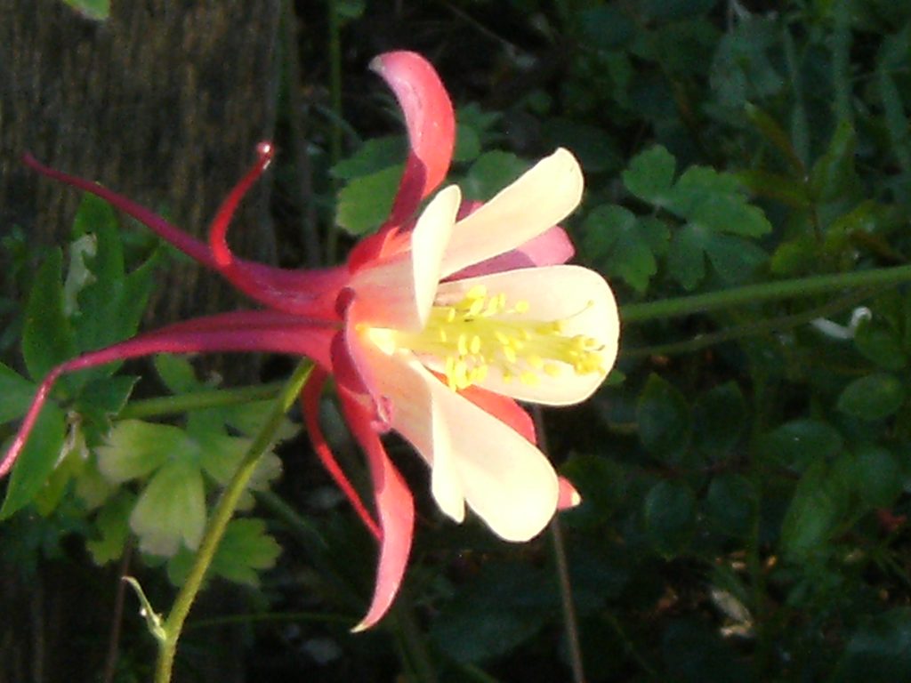 Aquilegia - akleja (släktet)