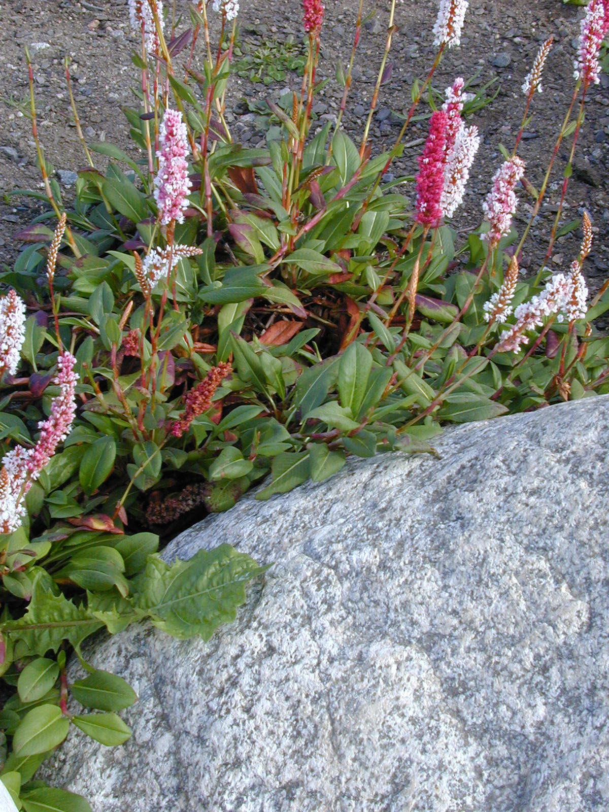 Bistorta affinis – bergormrot