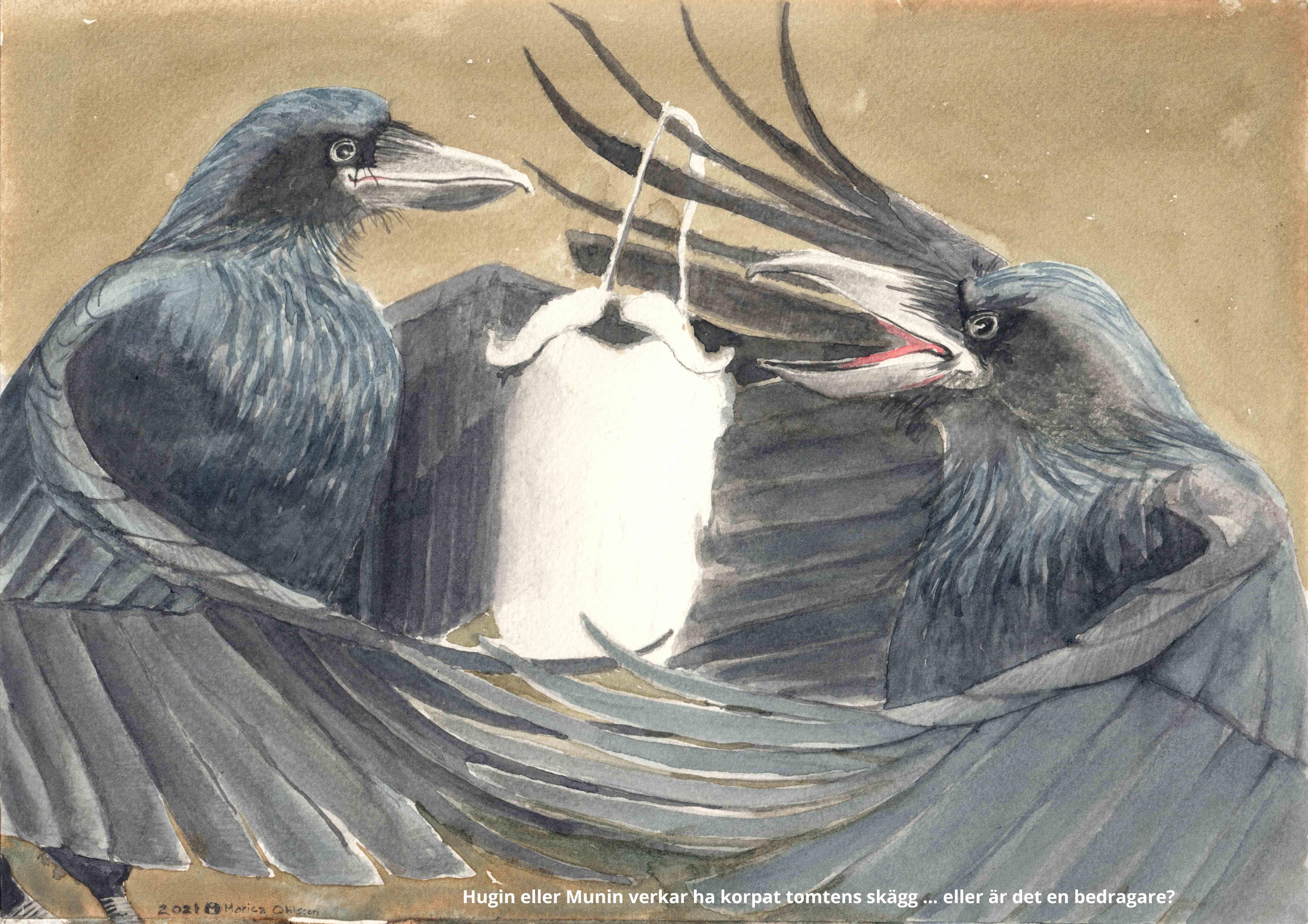 Odens korpar Hugin och Munin med tomtens skaegg